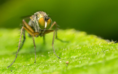 Macro photo of a Dolichopodidae fly, insect, close up
