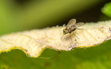 Macro photo of a Dolichopodidae fly, insect, close up
