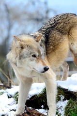 Obraz premium Eurasian Wolf (Canis Lupis Lupis)