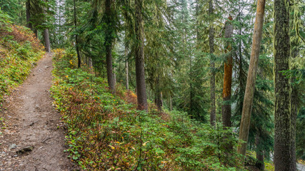 Obraz premium A path in the thick spruce forest. HEATHER-MAPLE PASS LOOP TRAIL, Washington state
