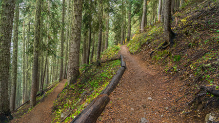 Trail in a dense forest among logs, HEATHER-MAPLE PASS LOOP TRAIL, Washington state