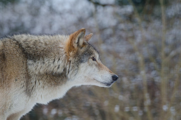 Eurasian Wolf (Canis Lupis Lupis)
