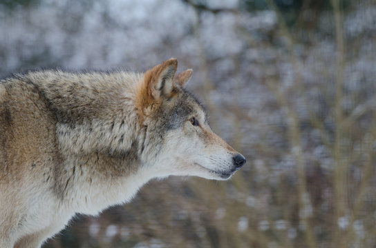Fototapeta Eurasian Wolf (Canis Lupis Lupis)