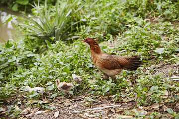Huhn und Küken