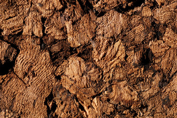Natural cork texture, macro