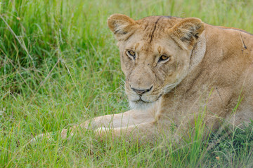 Fototapeta premium Lion