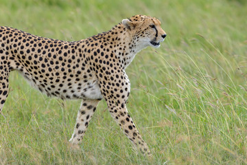 cheetah © Herbert