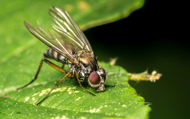Macro photo of a Dolichopodidae fly, insect, close up
