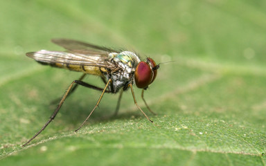 Fototapeta premium Macro photo of a Dolichopodidae fly, insect, close up 