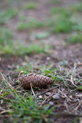 Obraz premium Pinecone on the ground in the park with green grass