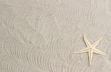 Fototapeta na wymiar starfish shell on sand background