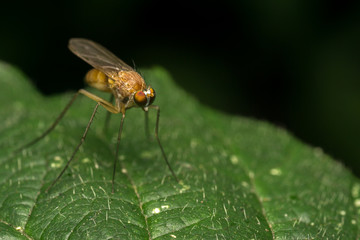 Macro photo of a Dolichopodidae fly, insect, close up
