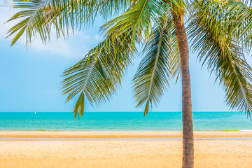 Fototapeta na wymiar Beautiful palm tree on the beach