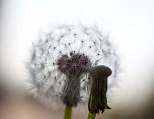 Two dandelion flowers: without seeds and with globular head of s
