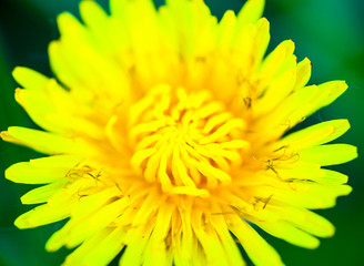 Closeup of the blooming yellow dandelion flower