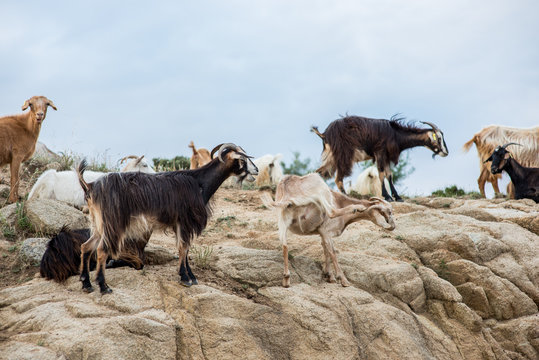 Wild goats on rocks and stones on mountin