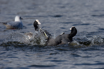Eurasian Coot, Coot, Fulica atra 