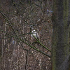 Young common buzzard sitting at the tree in early Spring, Magdeb