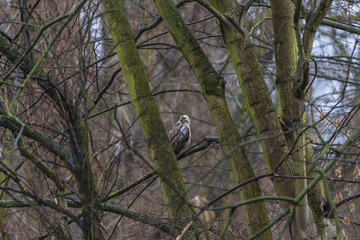 Young common buzzard sitting at the tree in early Spring, Magdeb