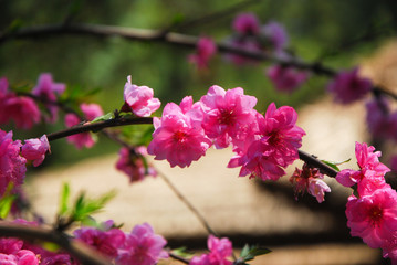 Obraz premium Peach flowers in garden