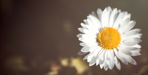Daisy flower close up