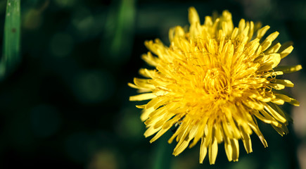 Bright flowers dandelions