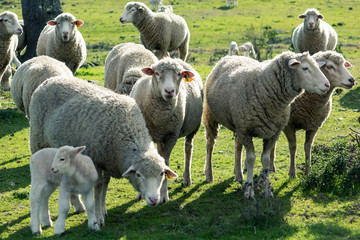 Sheeps in a Meadow in the Mountains