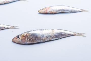 Sardine fishes in a row on a blue wet background