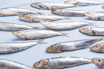 Sardine fishes in a row on a blue wet background