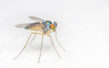 Macro photo of a colourful Dolichopodidae fly, insect, close up on a white background
