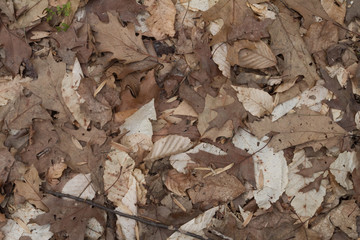 leaves background