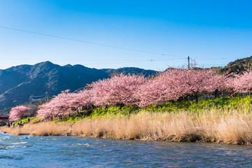 静岡県　河津桜