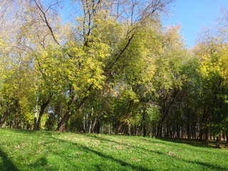 Naklejka premium Осенние деревья с желтыми листьями с городском парке солнечным днем