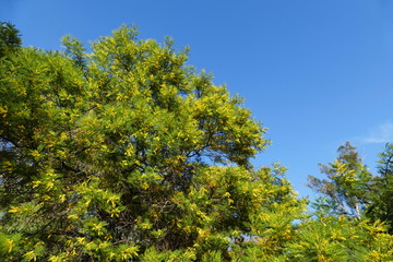 Fototapeta premium Australia plants - early black wattle