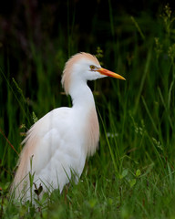 Cattle egret standing in grass