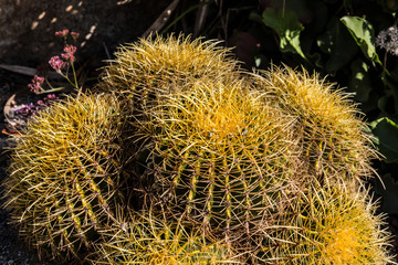 Cluster of small Golden Barrel Cactus