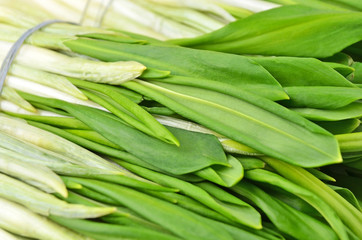 Fototapeta premium Wild leek, close up