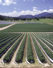 Strawberry farm in  Victoria, Australia  near the town of Healsville.