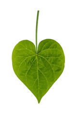 Heart shaped leaf on white background