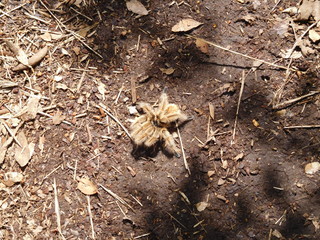 Rote Chile Vogelspinne