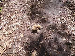 Rote Chile Vogelspinne