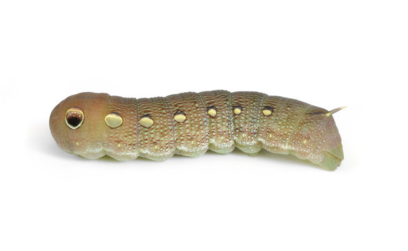 Caterpillars isolated on white