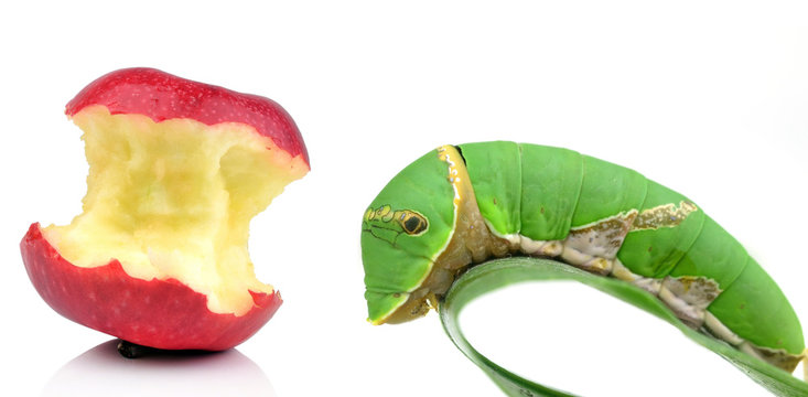 Green worm