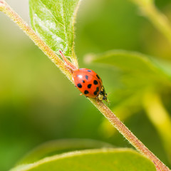 Lady Bug Eating Aphid