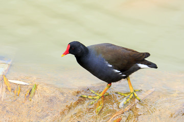 The common moorhen (Gallinula chloropus) also known as the swamp chicken is a bird species in the...