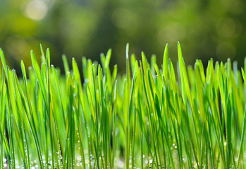 Fresh green wheat grass organic with drop dew growing in nature