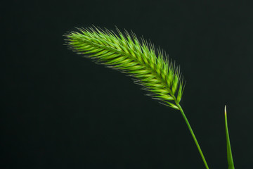 Grass Seed Macro