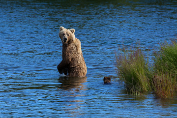 Obraz premium A mother brown bear looks back to check on her cubs while crossing Brooks River, Katmai National Park, Alaska
