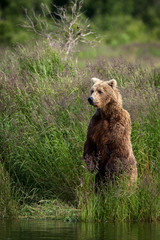 A brown bear sow stands up to check for dangers before fishing in Brooks River, Katmai National Park, Alaska
