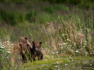 Three spring cubs wait for their mother as she fishes in Brooks River, Katamai National Park, Alaska